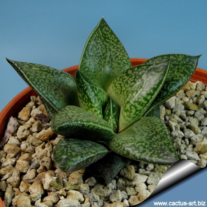 gasterhaworthia